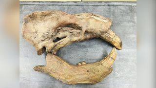 Extinct walrus skull.