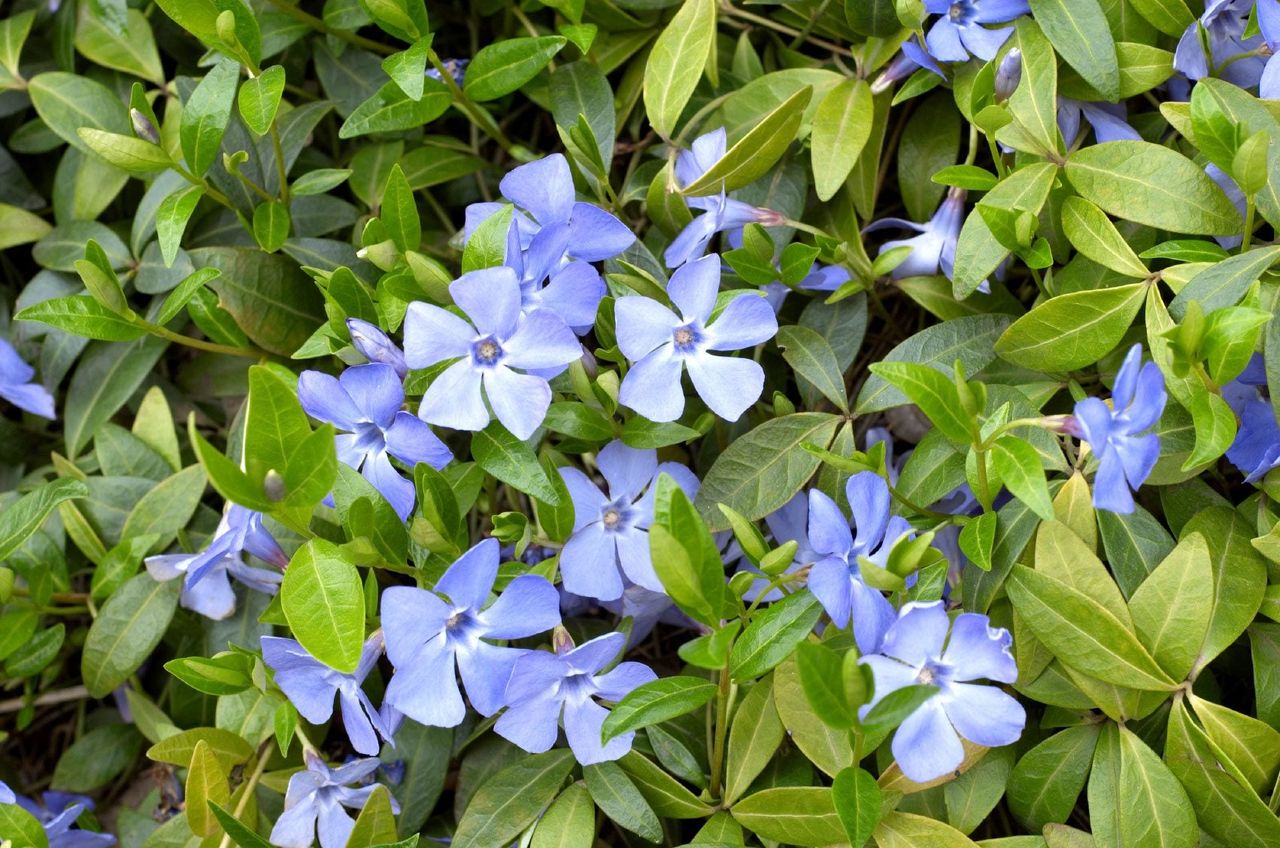 Purple Flowered Periwinkle Plants