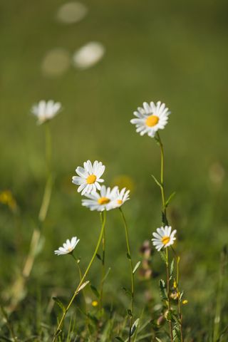 Close up of daisy flowers on a lawn