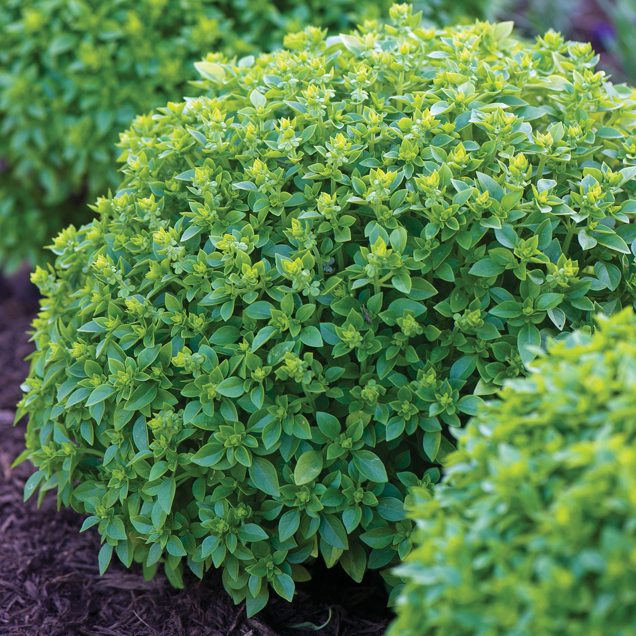 Boxwood Basil Seeds &amp;amp; Plant