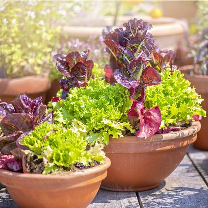 Red and green lettuce growing in terracotta pots