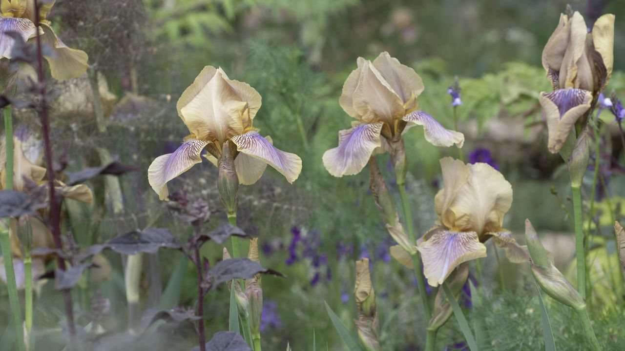 Yellow and purple bearded iris flowers in bloom