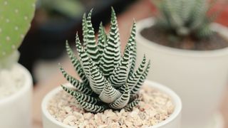 Haworthiopsis fasciata in a white pot topped with pink white gravel