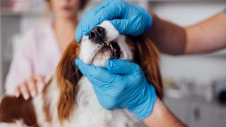 Close-up of a vet checking a dog's teeth during a routine examination at an animal clinic, ensuring pet health and dental care.