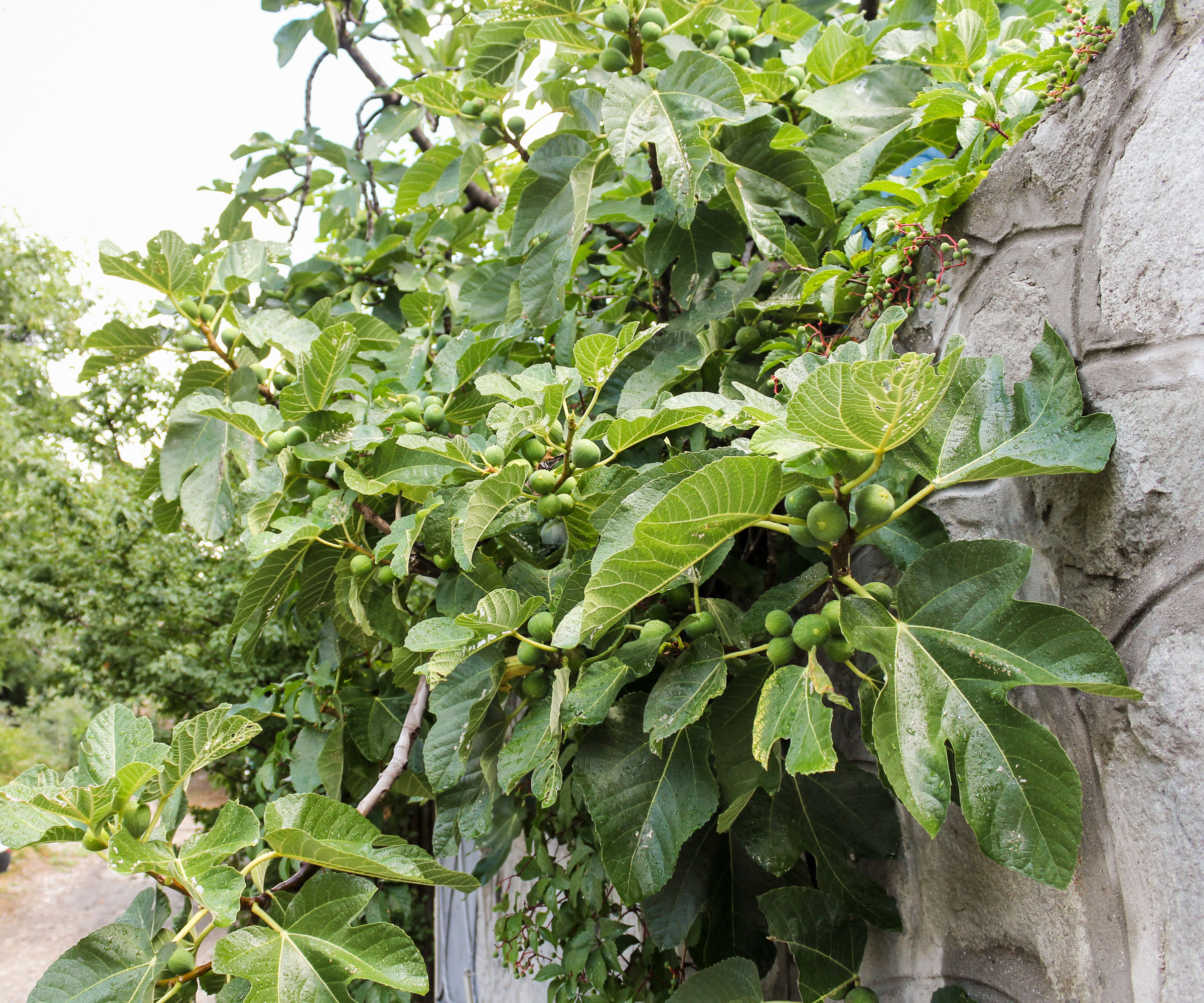 fig tree growing against old wall showing small green fruits