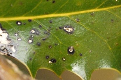 Holly Tar Spots On Leaves Of Holly Plants
