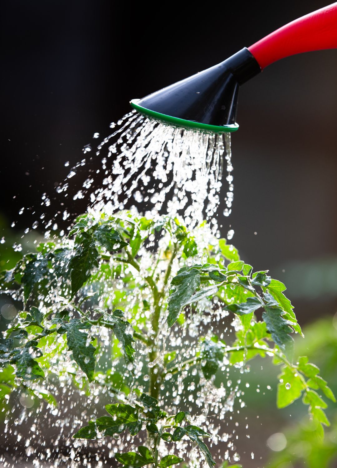 picture of tomato plant being watered