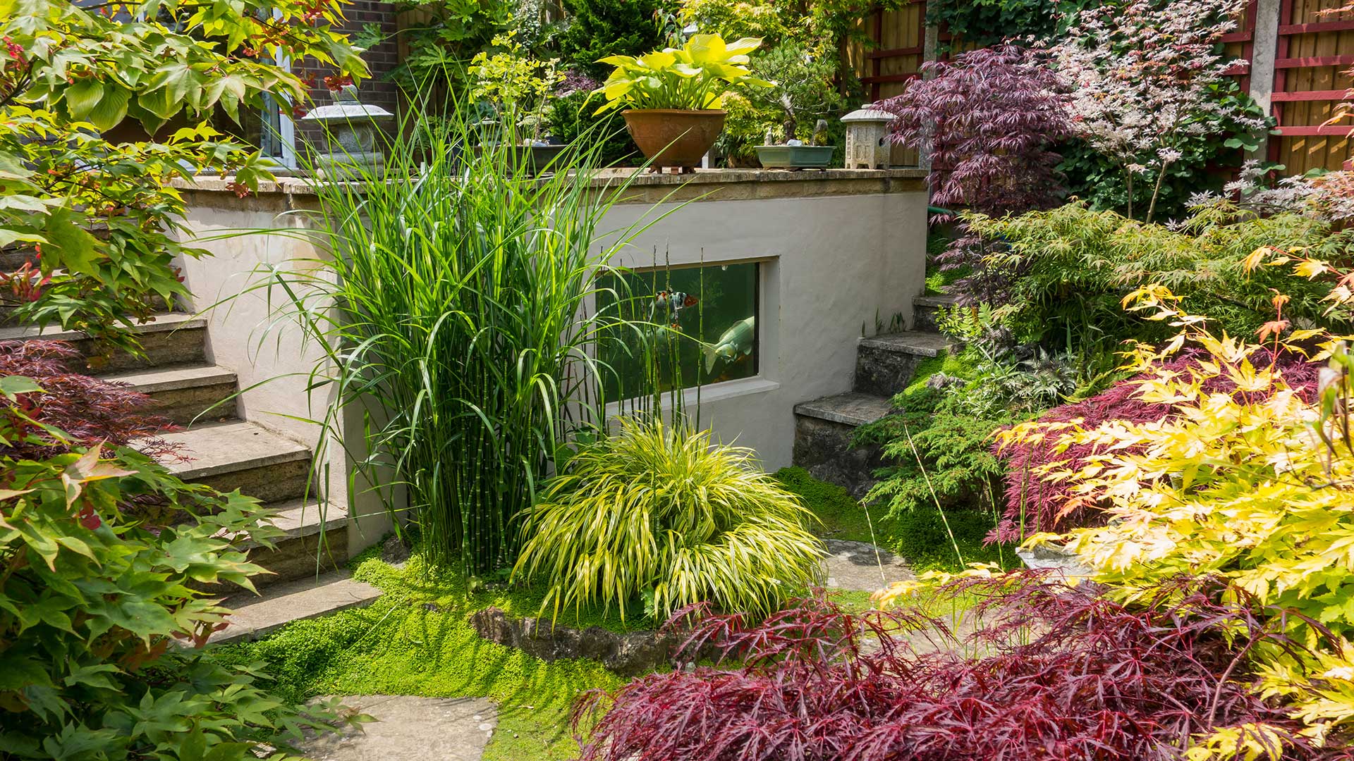 Japanese style garden with koi pond and acers