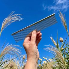 Metal comb used in August to care for ornamental grasses and reduce weeding