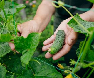 Harvesting a mini cucumber off a healthy cucumber plant