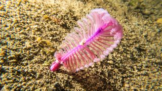 Sea pen