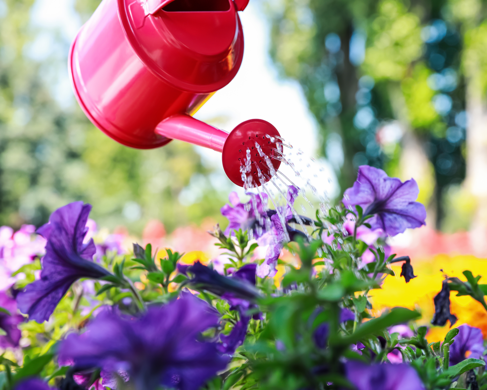Watering beautiful flower bed with can outdoors