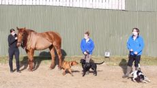 HypoHounds.jpg
