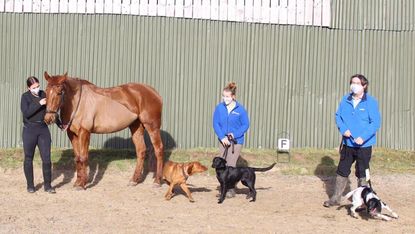 HypoHounds.jpg