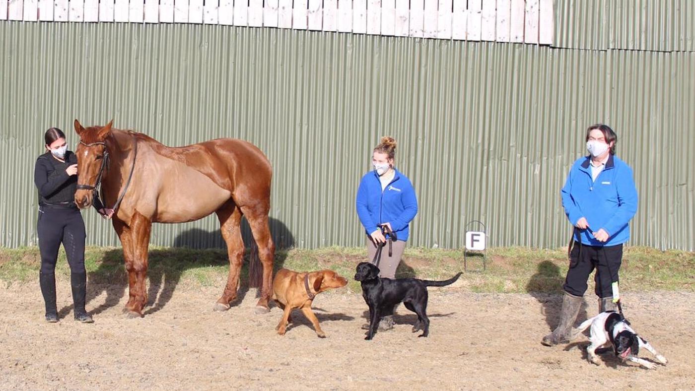 HypoHounds.jpg