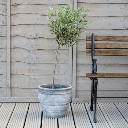 Olive tree on brown decking 