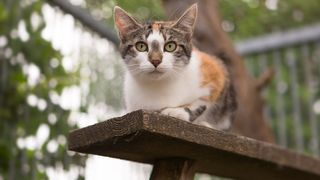 Best outdoor cat enclosures