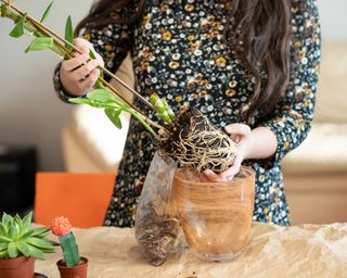 Woman repots dendrobium nobile houseplant