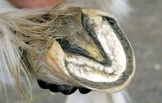 Thrush in the horse's hoof