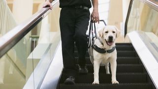 Assistance dog Labrador on stairs