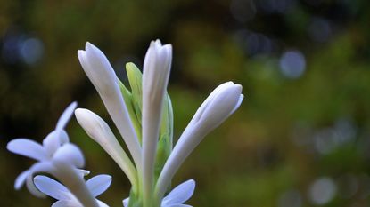 close focus of tuberose flower with blurred background 
