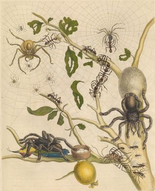 A 1705 illustration by naturalist Maria Sibylla Merian shows a tarantula eating a bird. Merian's observation was disbelieved at the time, but Avicularia tarantulas really do eat birds, bats and other small vertebrates.