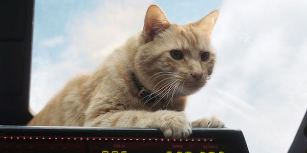 Goose the cat in Captain Marvel