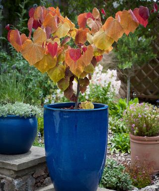 Cercis Eternal Flame planted up in a pot