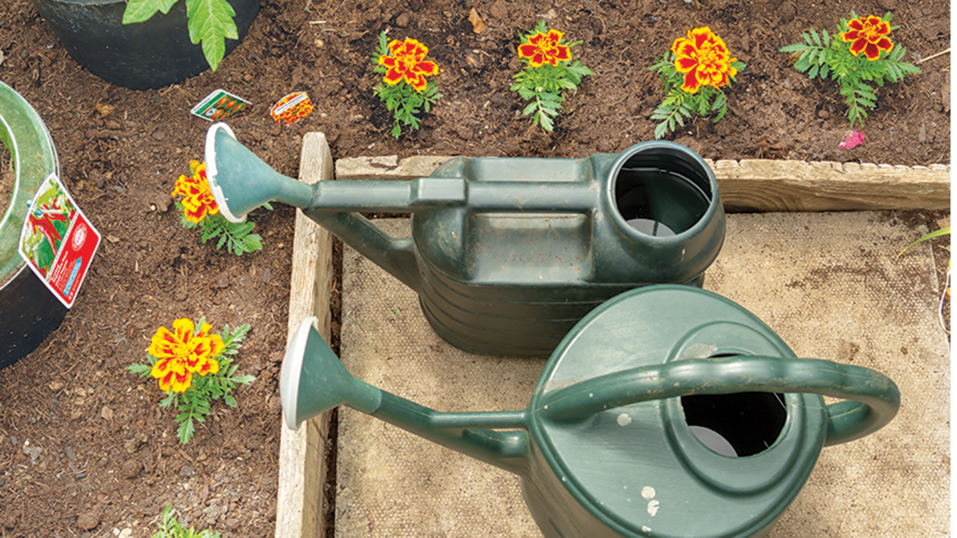 two green watering cans next to a flower be with pansies planted