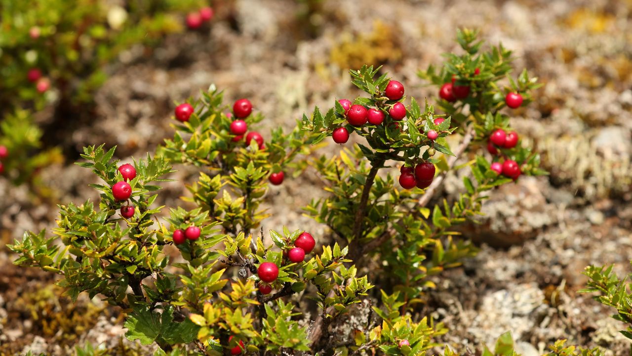 Chilean guava berries