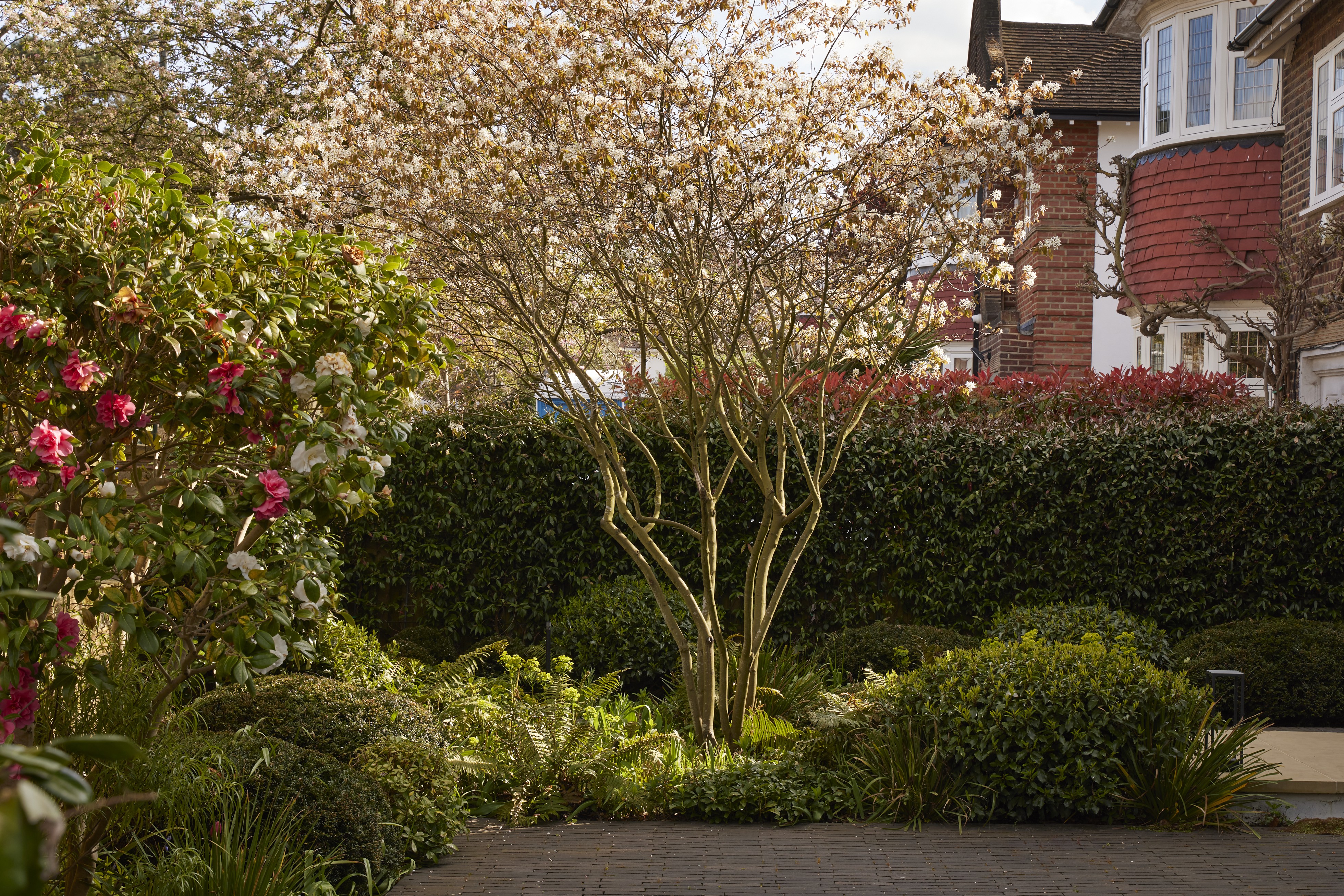small front yard with cherry blossom tree and roses