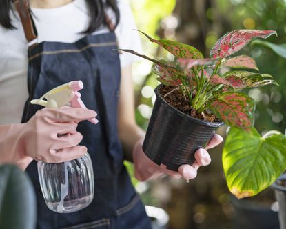 Misting houseplant with foliar spray