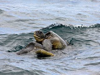 Mating green sea turtles (Chelonia mydas) in the Galapagos Islands.