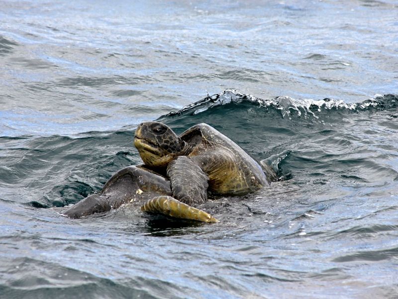 Mating green sea turtles (Chelonia mydas) in the Galapagos Islands.