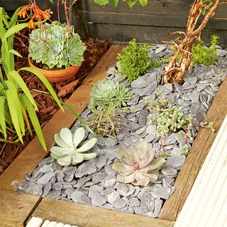 Succulents planted into slate section of garden path