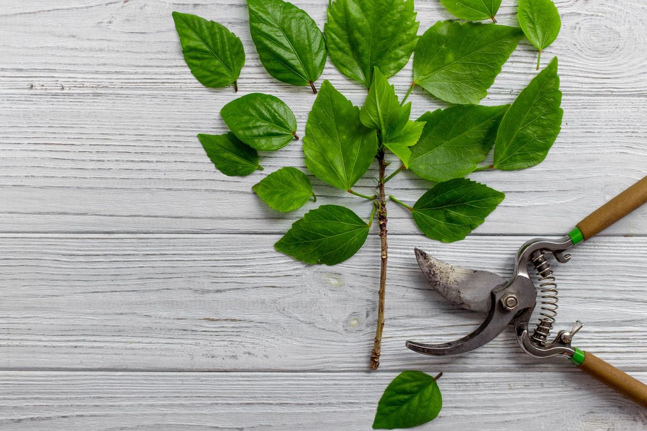 Pruning Clippers Next To Leaves On A Table