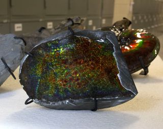 Miners were looking for the rainbow-colored gemstone ammolite.