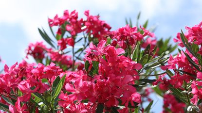 Bush of pink oleander blooming