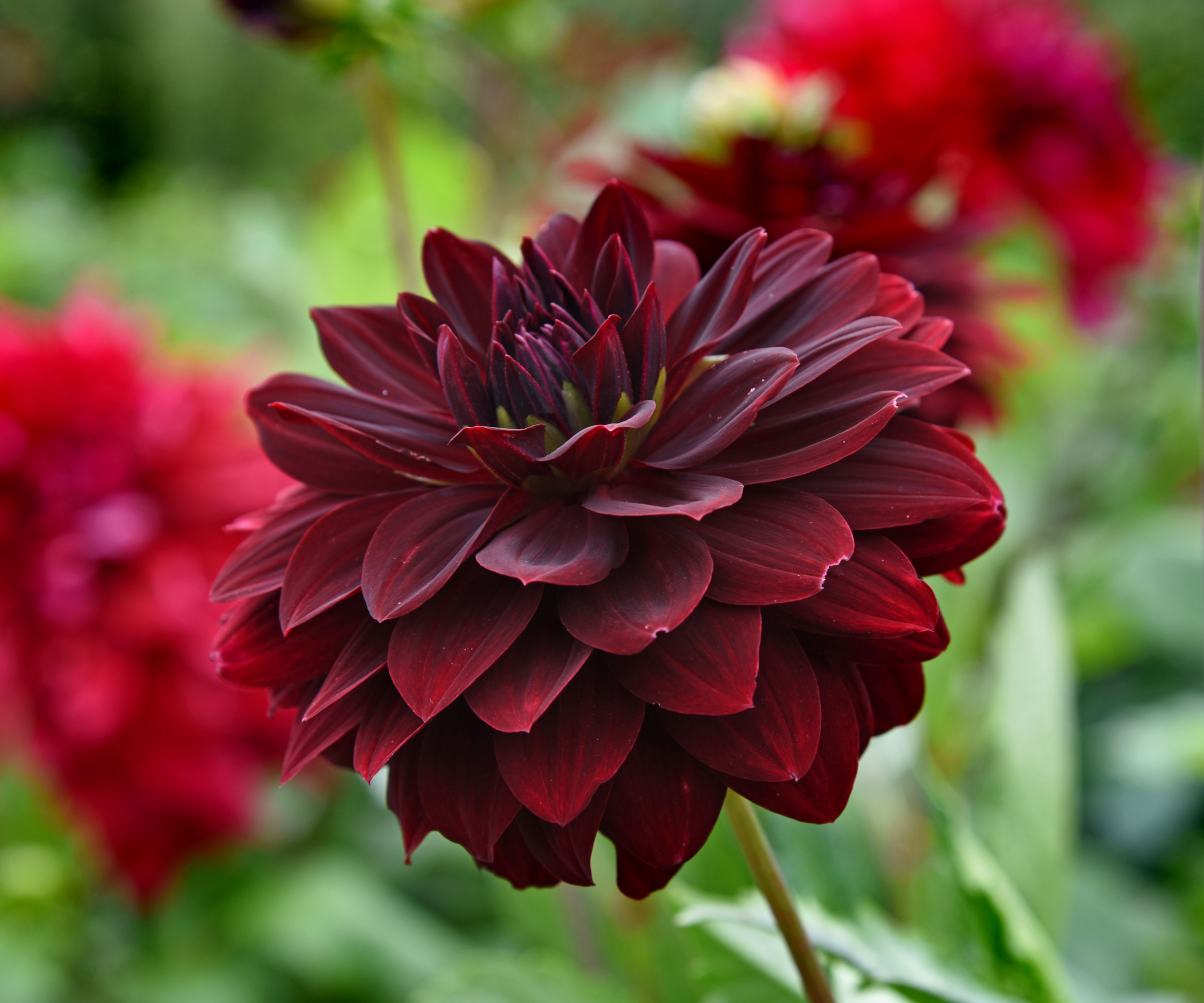 dahlia Arabian Night in full bloom