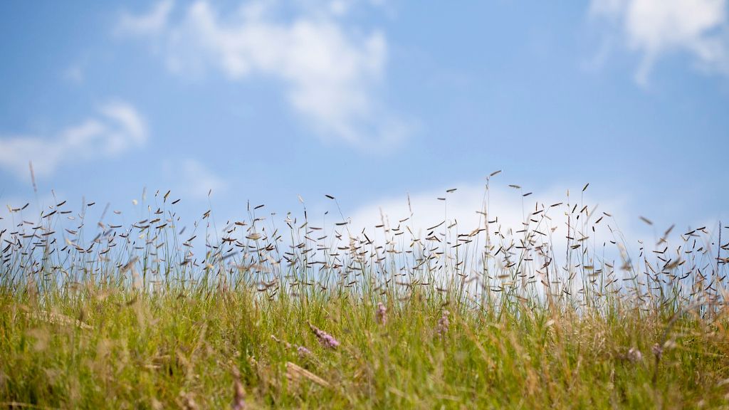 field of blue grama grass against blue sky with clouds