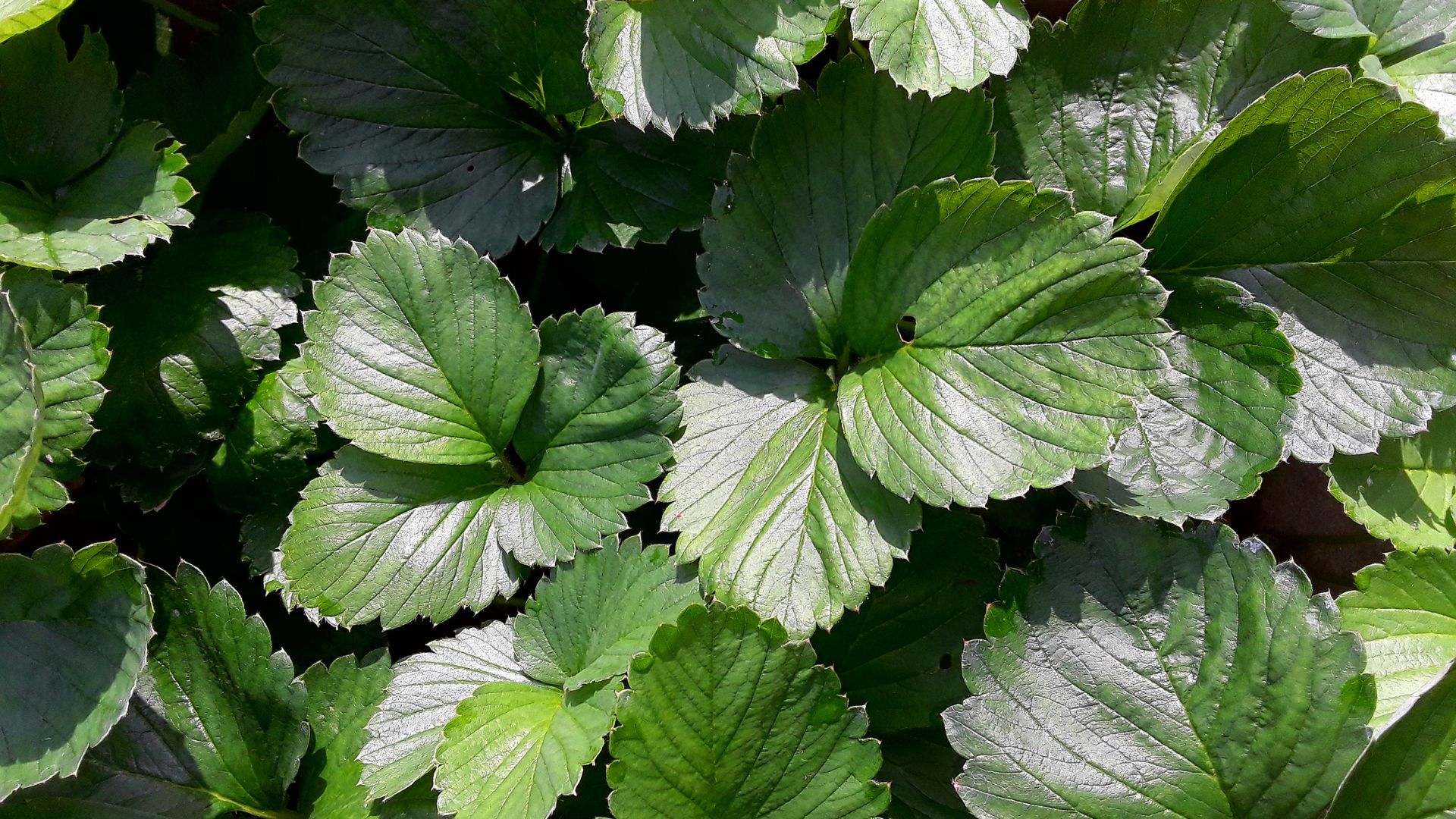 picture of leaves of strawberry plants