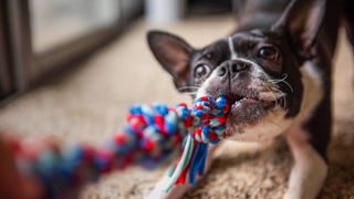 Boston Terrier tugging on rope toy, one of our top tips for how to calm dogs on 4th of July