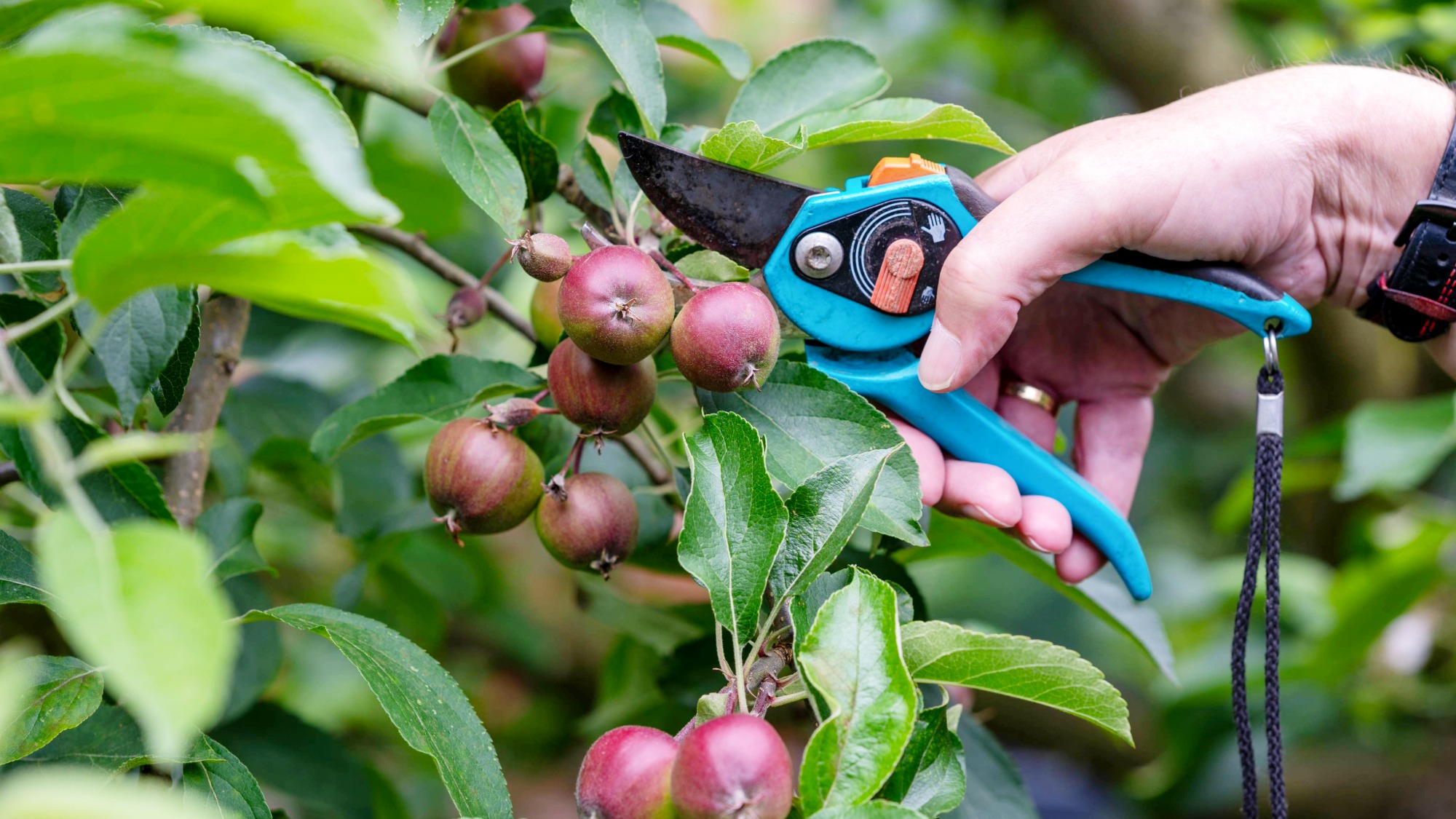 Gardener thinning small apples from tree in late spring