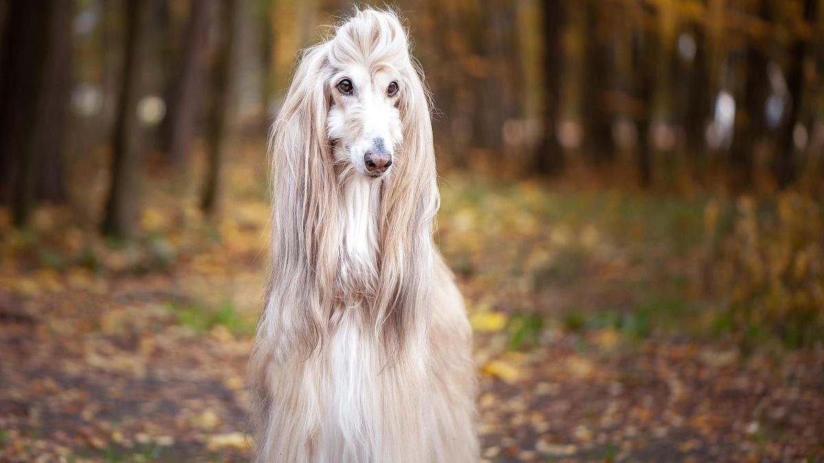 Afghan hound long hair