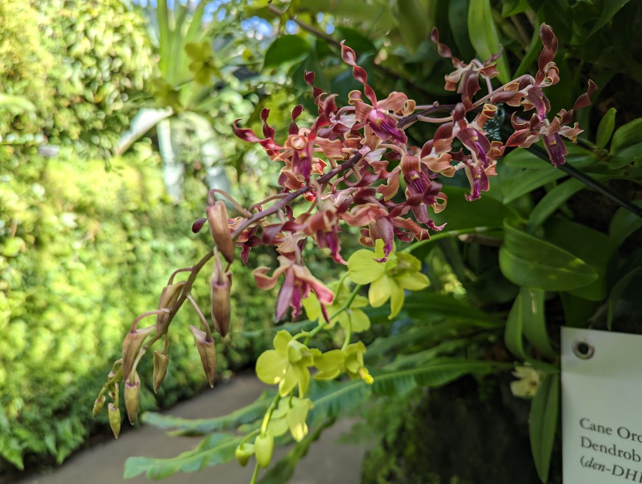 Orchids shot by our four best camera phones
