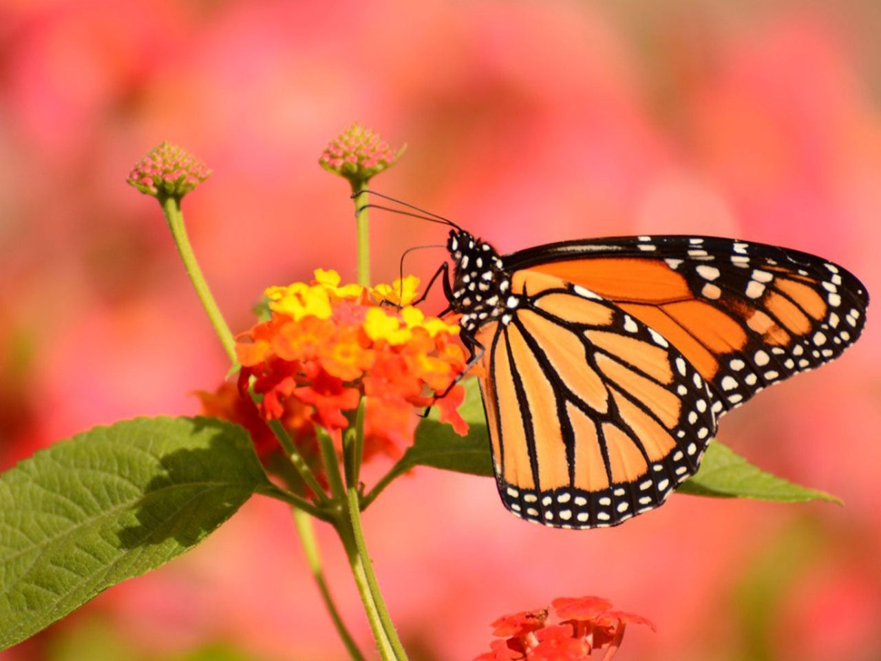 Close Up Of Butterfly Preached On Flower