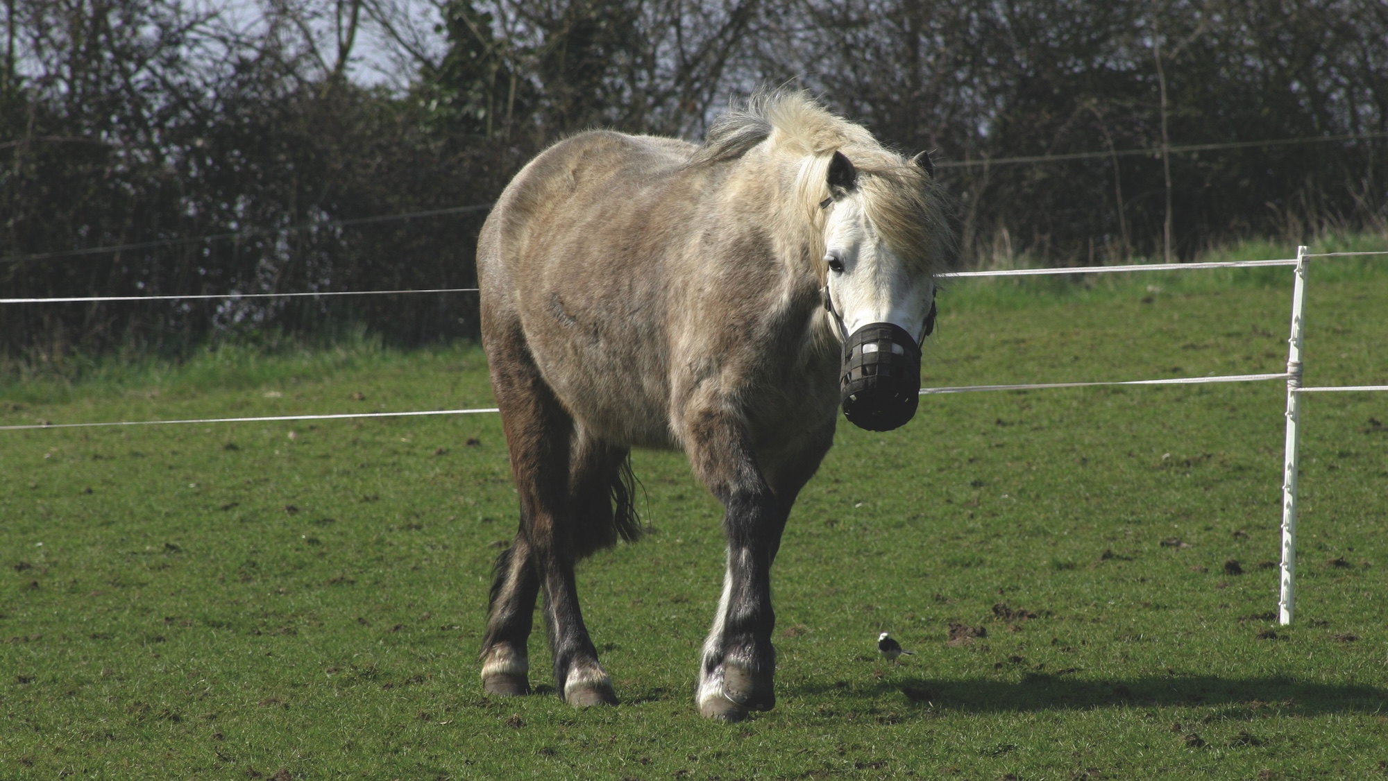 A7GD5D Grey pony walking towards the camera in a field while wearing a grazing muzzle, with white electric fence behind him