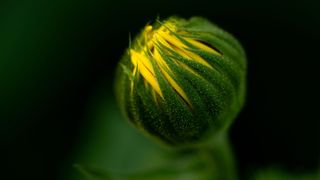 GuruShots - Forever Flowers