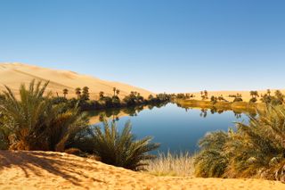 An oasis lake in the Sahara desert.