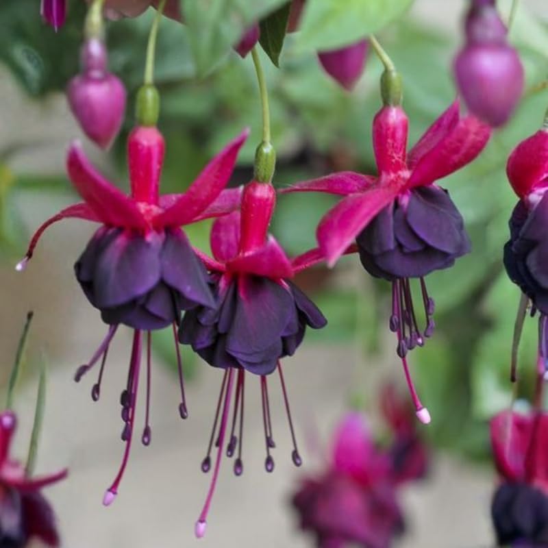 Black Red Fuchsia Plant, 3 to 4 Inch Tall Fuchsia Plants Live